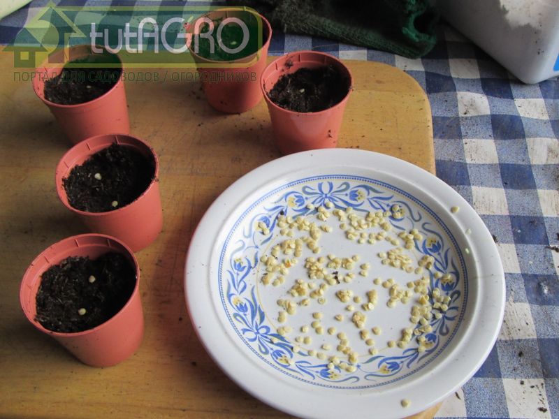 Разгибридизация для перца и томата будет проходить не менее 5—6 лет - AGROzen