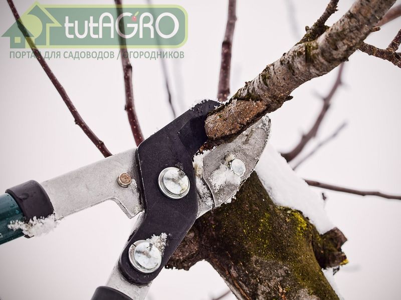 Обрезка яблони - AGROzen