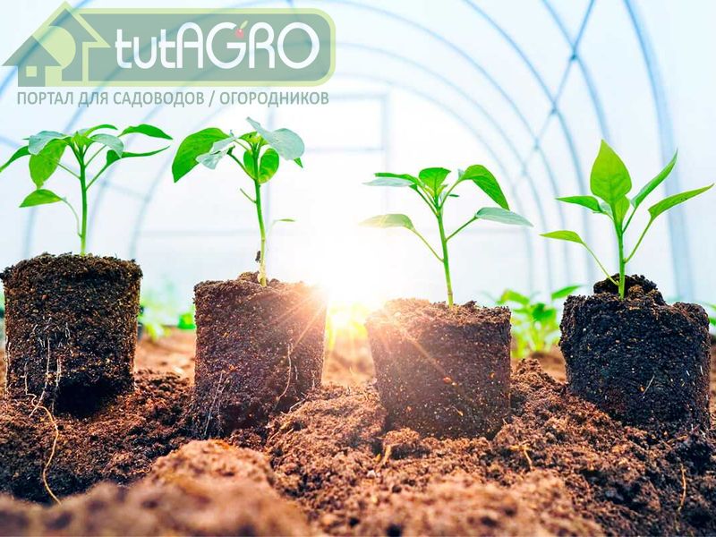 Эксперименты с почвой для рассады с Иваном Русских - AGROzen