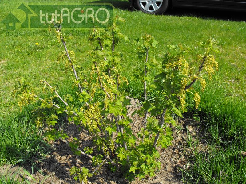 Настойка йода в неразбавленном виде обладает сильными антисептическими свойствами - AGROzen