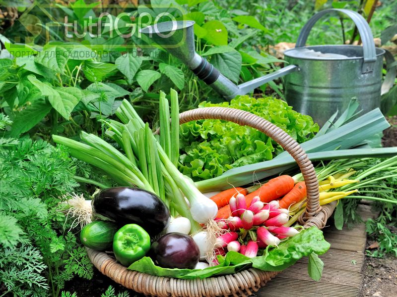 Кроме света и тепла, решающую роль при выращивании рассады играет влага - AGROzen