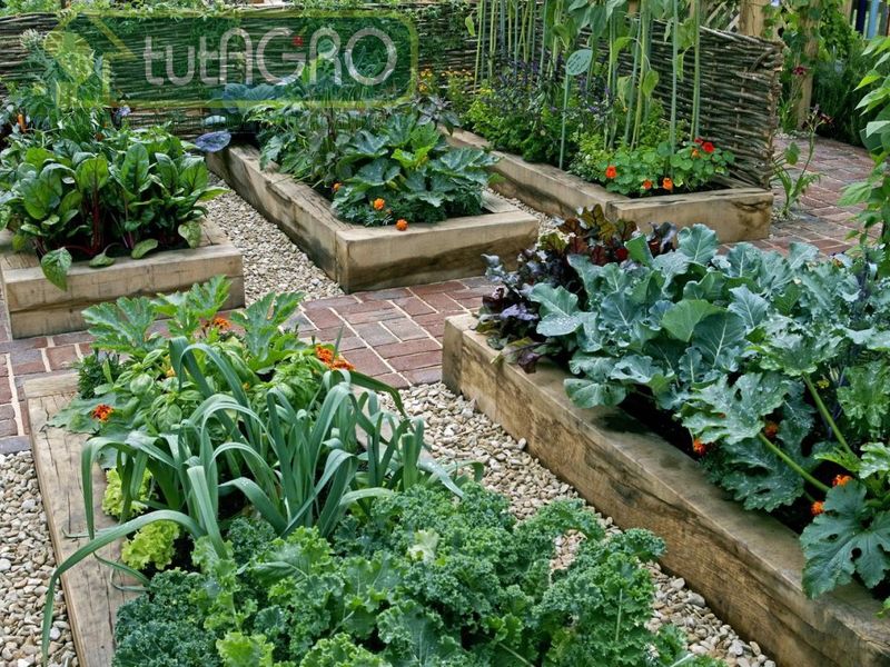 Одной из самых распространенных ошибок при выращивании рассады является слишком ранний посев семян - AGROzen