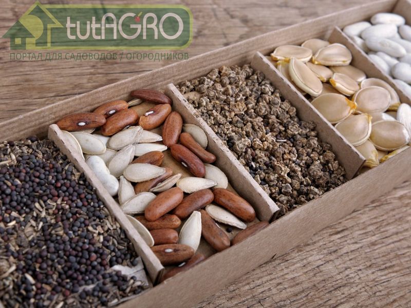 При посеве семян обязательно соблюдайте рекомендуемые расстояния между ними - AGROzen