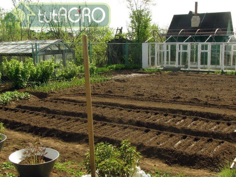 При посеве непосредственно в грядку расстояние между растениями имеет еще большее значение - AGROzen