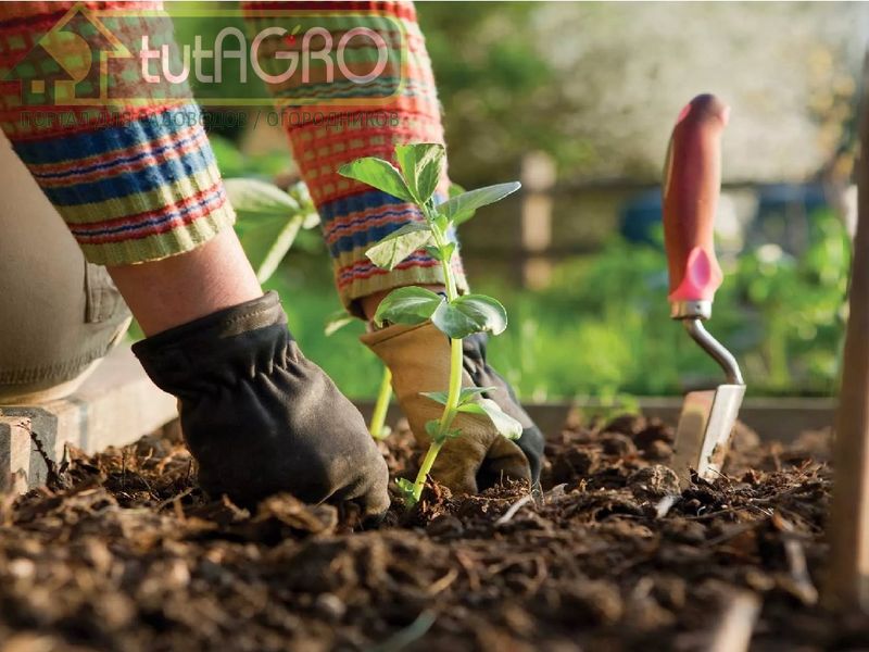 Фундамент успешного огородничества - AGROzen