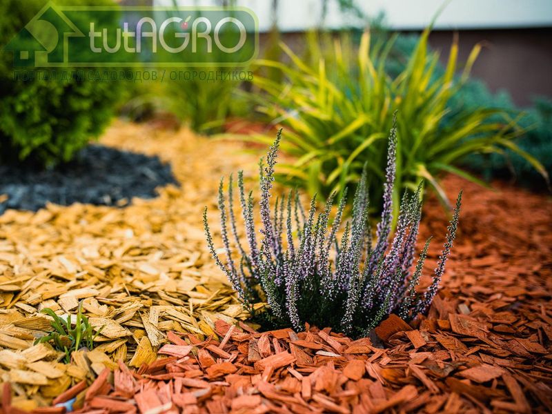 Что скрывает мульча? - AGROzen