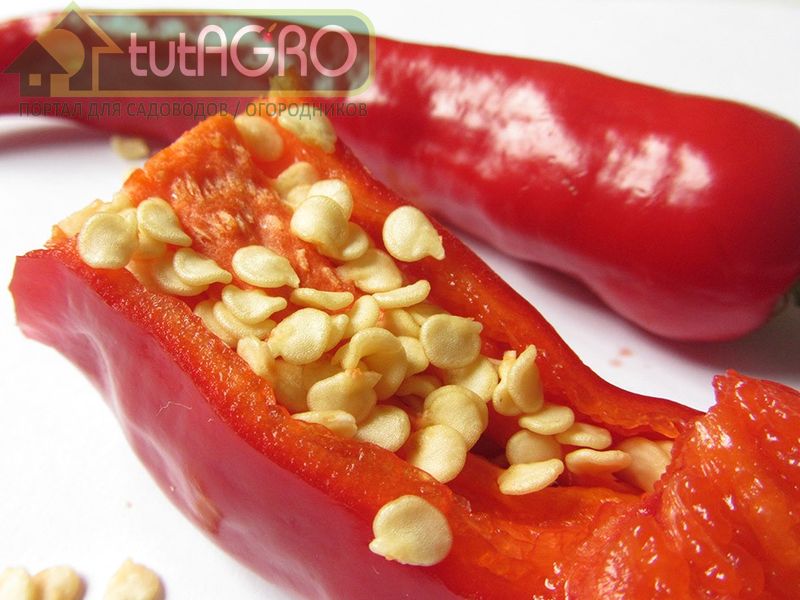 Яровизация перца - залог большого урожая - AGROzen