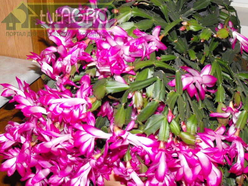 Как здоровье? Как настроение? - AGROzen