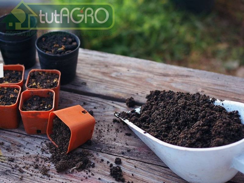 Улучшитель грунта для рассады. Рецепт - AGROzen