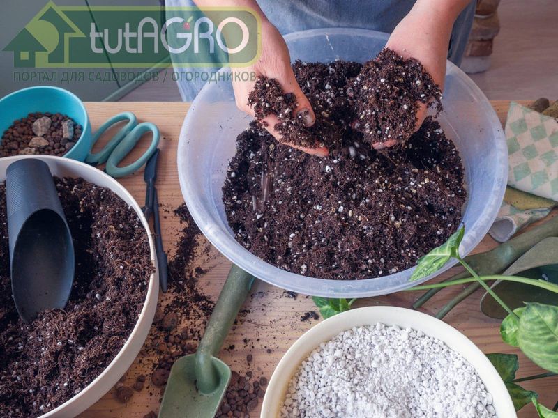 Триходерма является наиболее актуальной для защиты растений - AGROzen