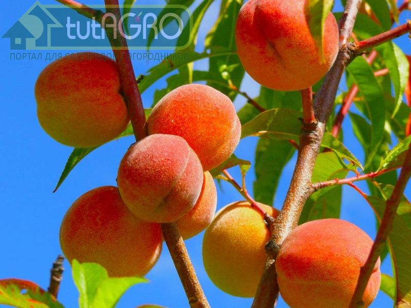 В сад за персиком - AGROzen