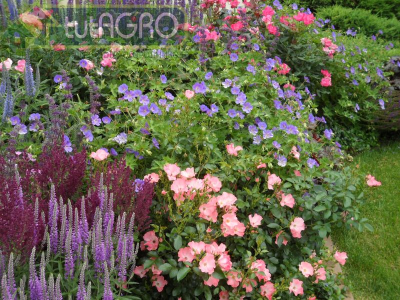 Красиво и легко - AGROzen