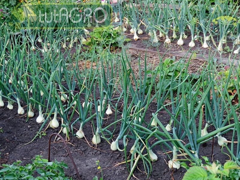 Лук Эксибишен - работаем на результат! - AGROzen