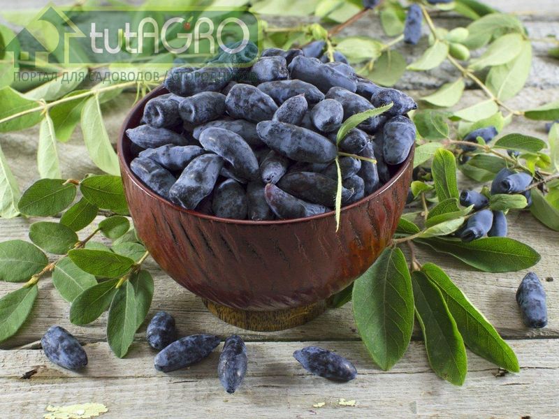 Ягоды Сибири - AGROzen