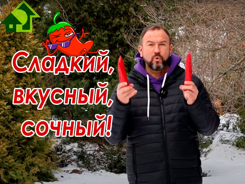 В этом видео Иван Русских расскажет о популярном сорте сладкого перца Капия и об особенностях выращивания перца из своих семян. Ведро урожая с одного растения!