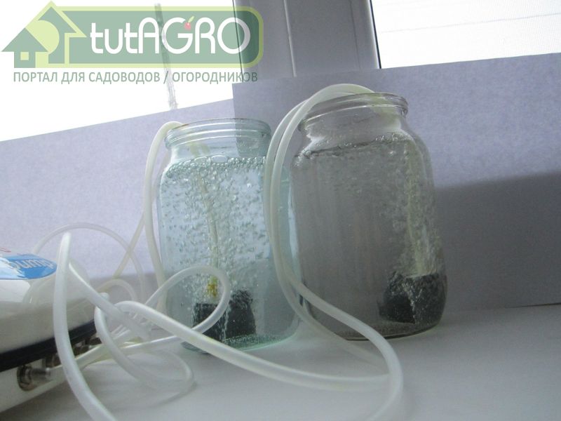 Жемчужная шипучка для дружных всходов - AGROzen