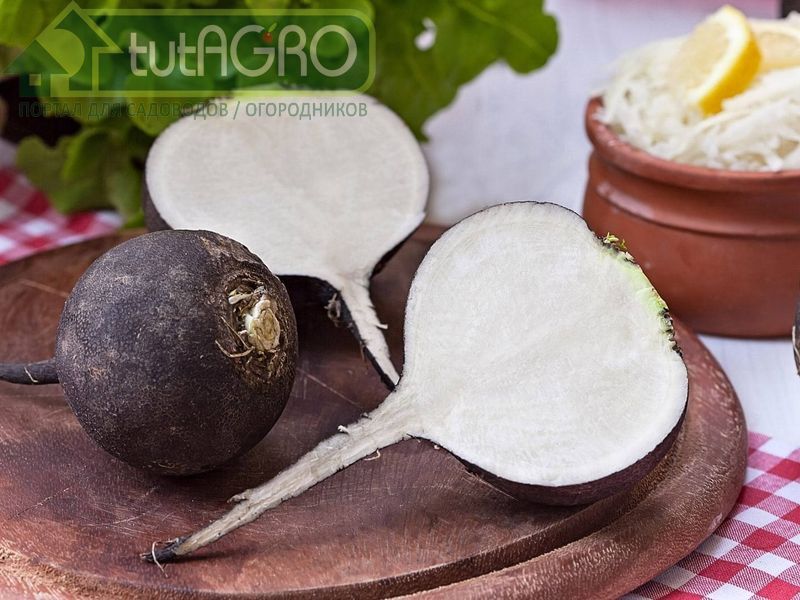 Редька для крепкого здоровья - AGROzen