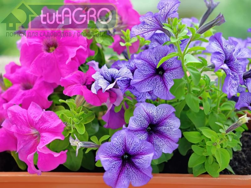 Секреты успеха выращивания петуний - AGROzen