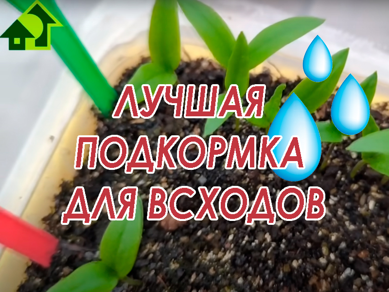 Подкормка молодых всходов семян перца, томата, баклажана, петунии, огурца и других растений требует соблюдения некоторых тонкостей. Не кормите монофосфатом калия! А сделайте особую подкормку для роста корней. Она дает рассаде Супер Корень! Чем подкормить молодую рассаду?