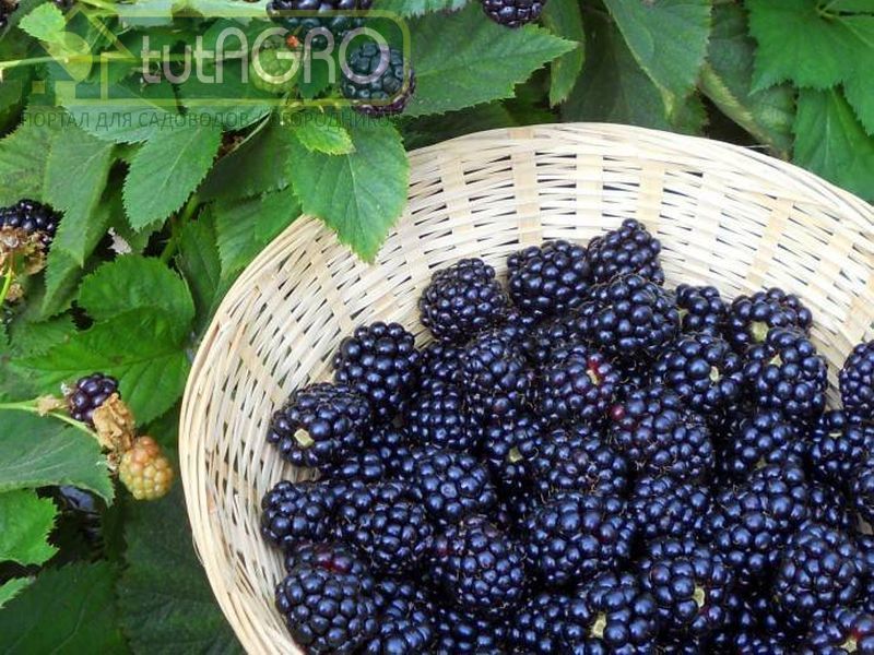 За ежевикой! - AGROzen