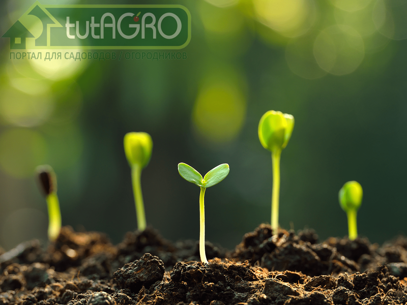 Азотфиксирующие бактерии многообразны - AGROzen