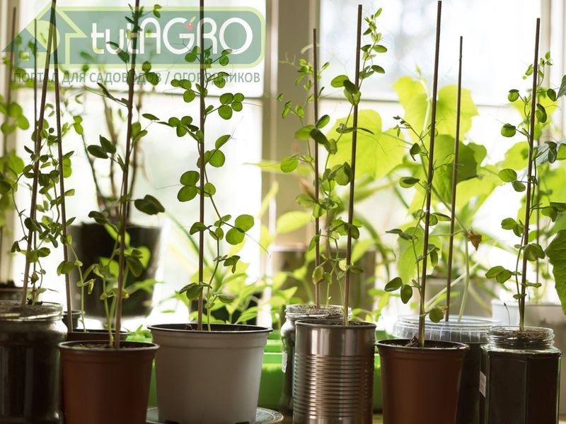 Благодаря наличию в почве азотфиксирующих бактерий ваши растения никогда не будут голодать - AGROzen