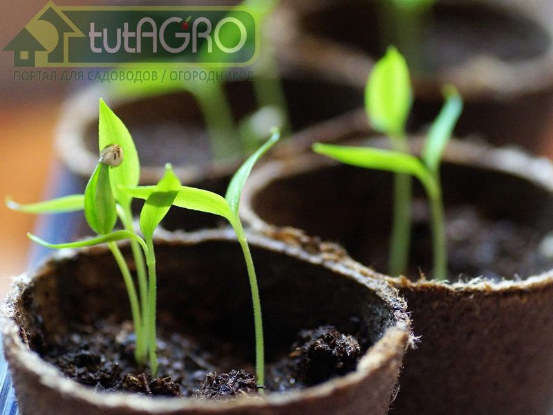 Микробные препараты никогда не вызовут жирование ваших растений - AGROzen