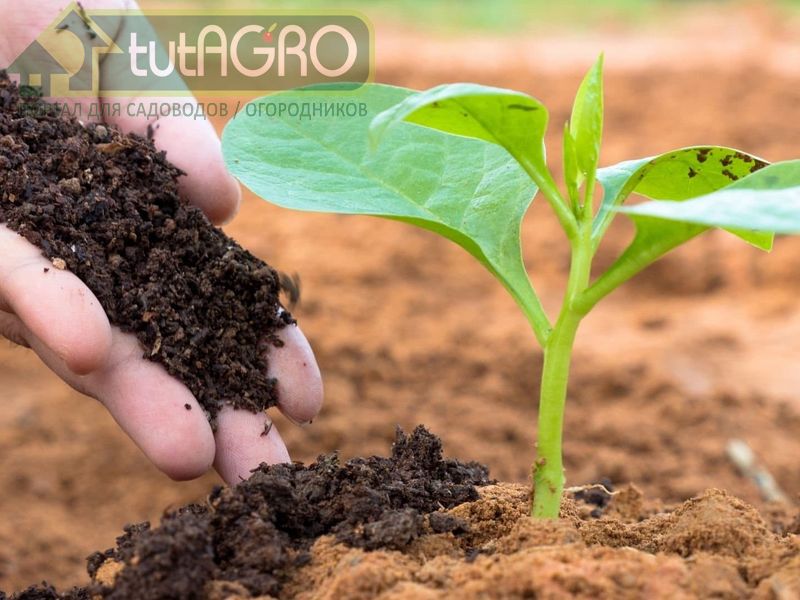 Плодородие без удобрений. Азотфиксирующие бактерии - AGROzen