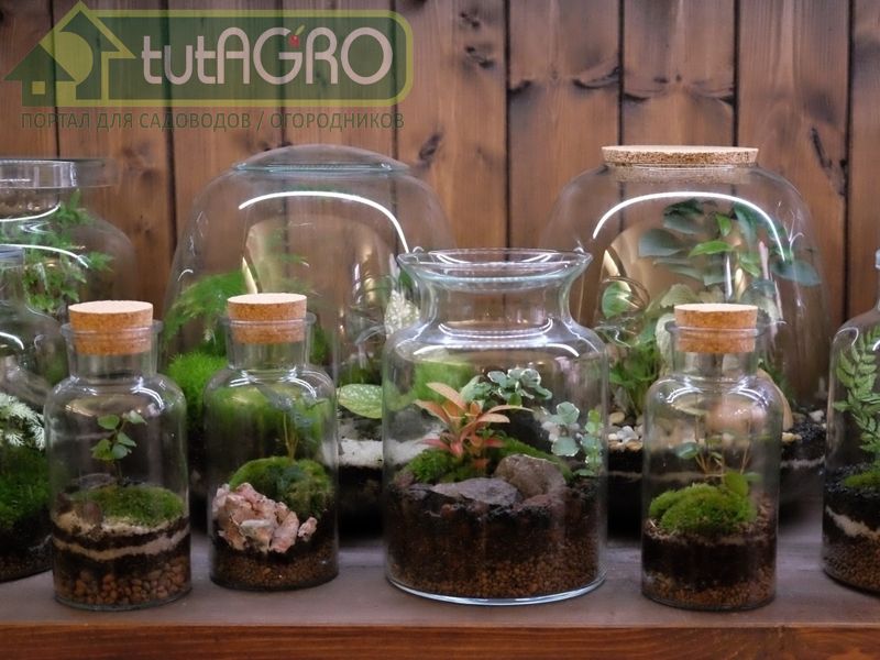 Чудо-сад у вас дома - AGROzen