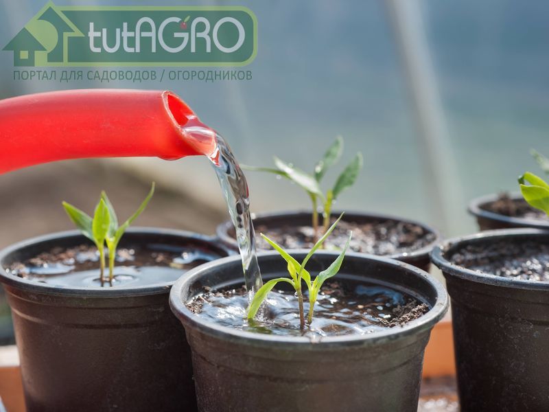 Не все подкормки полезны - AGROzen