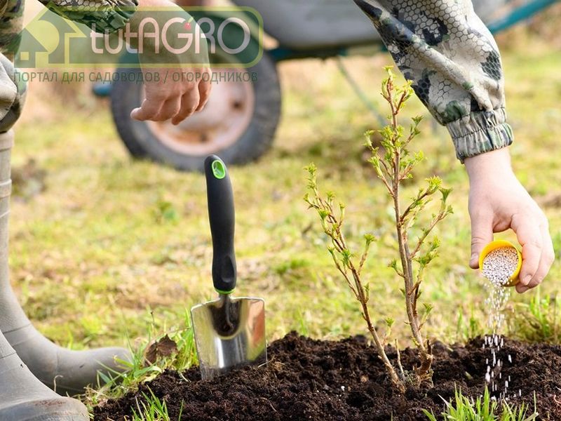 Подкормка для сверхпродуктивности - AGROzen