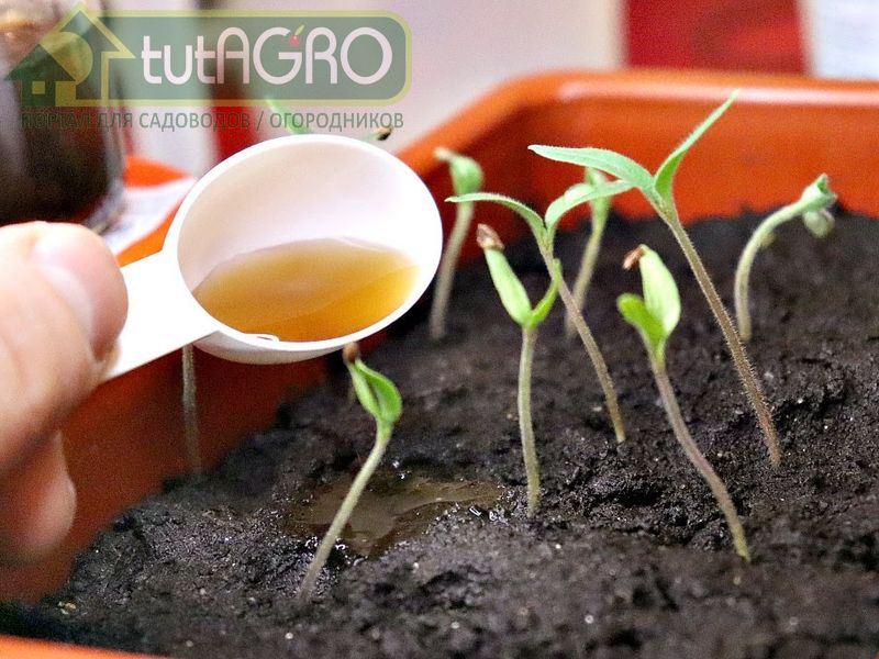 Тоник для рассады - AGROzen