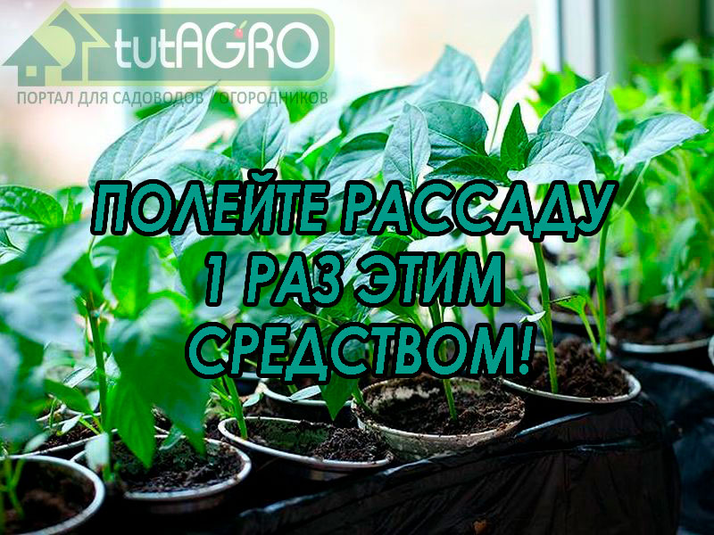 Среди множества средств для полива рассады для ее укрепления и стимуляции роста это бесплатное домашнее средство отличается простотой и большой эффективностью.  Рассада преобразится на глазах!