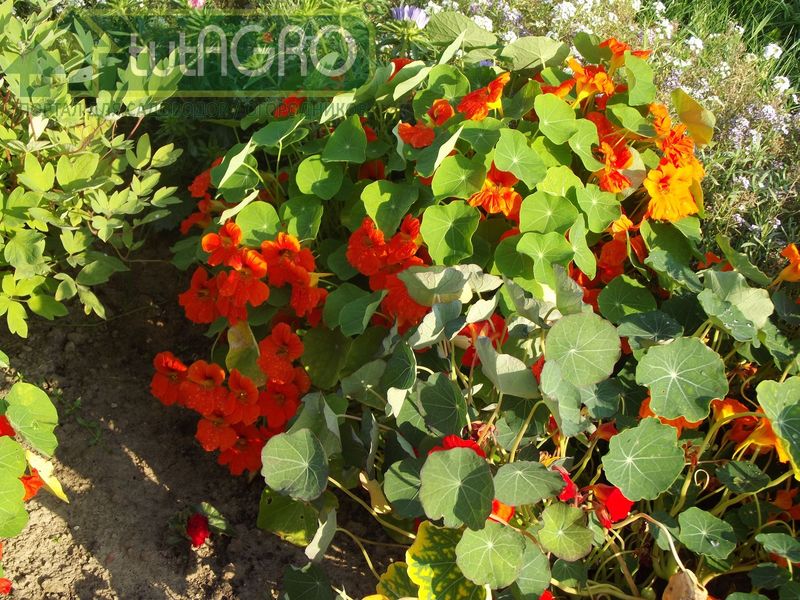 Защитники сада и огорода - AGROzen