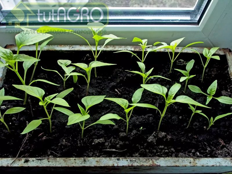 Таким образом растения будут постоянно насыщаться - AGROzen