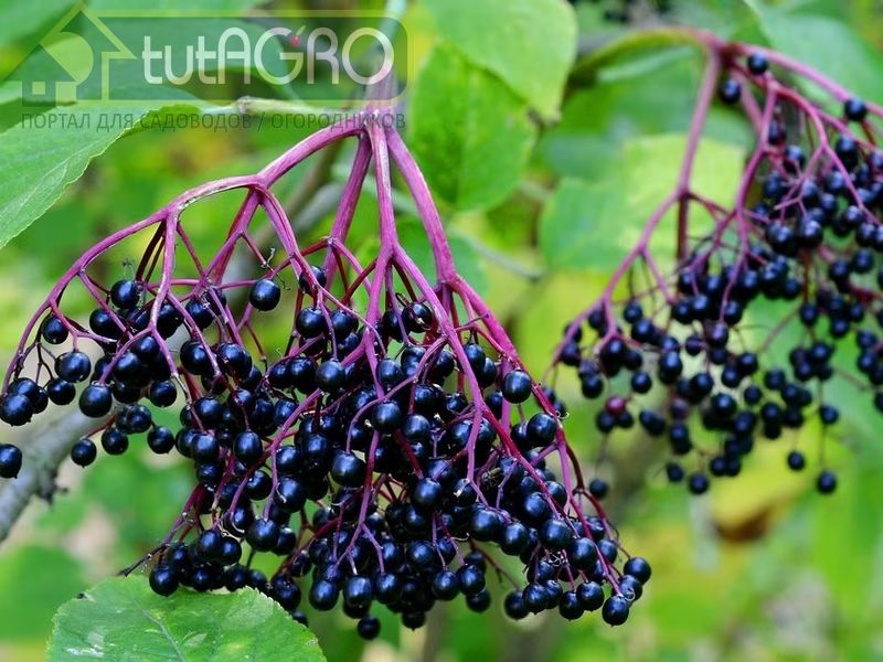 Бузина черная: красива и полезна - AGROzen