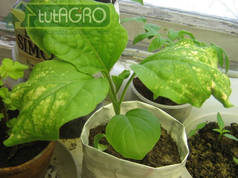 Чего не хватает рассаде? - AGROzen