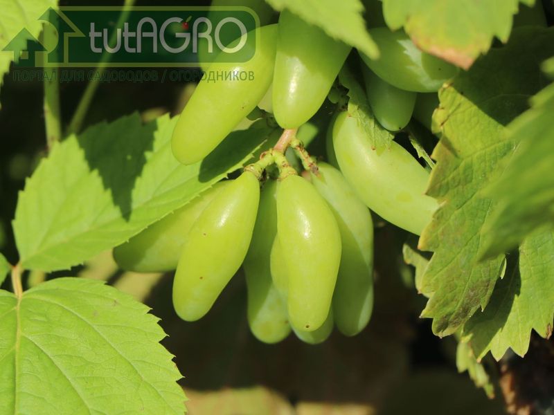 Кольцевание винограда для ускорения созревания  - AGROzen