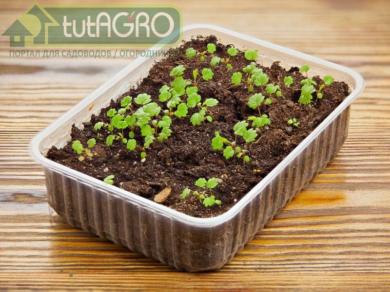 Рассада не хочет расти? - AGROzen