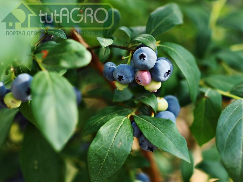 Голубика: кусты есть, а ягод нет? - AGROzen