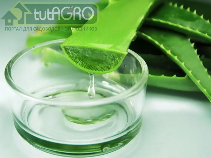 Бабушкин рецепт подкормки рассады - AGROzen