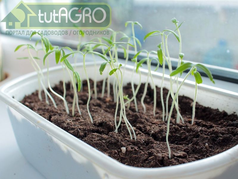 Эликсир из алоэ воздействует на растения комплексно - AGROzen
