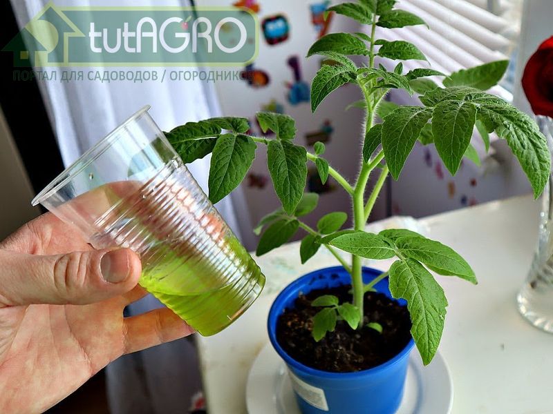 Алоевый эликсир подходит не только для рассады - AGROzen