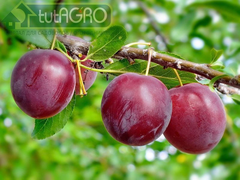 Сливы любите? Обработайте деревья! Схема обработок - AGROzen