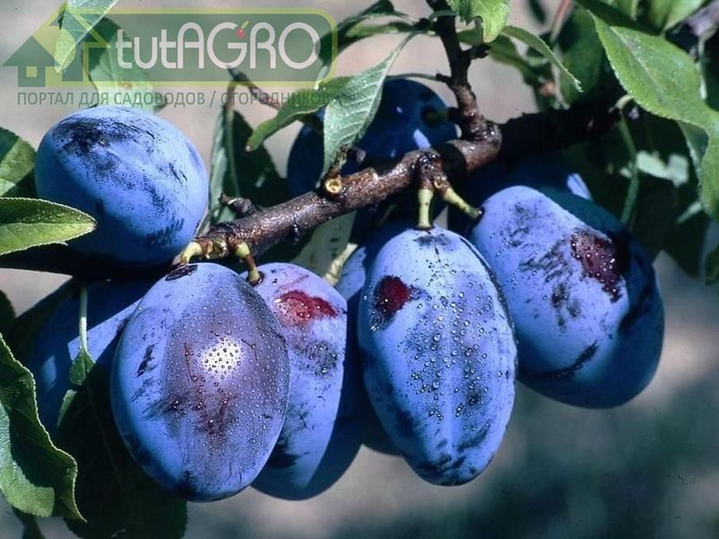 Чтобы уберечь сливы от напастей, воспользуйтесь схемой обработок - AGROzen