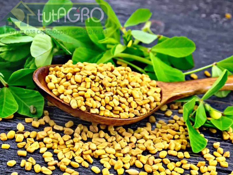 Грибная трава. Пажитник голубой - AGROzen