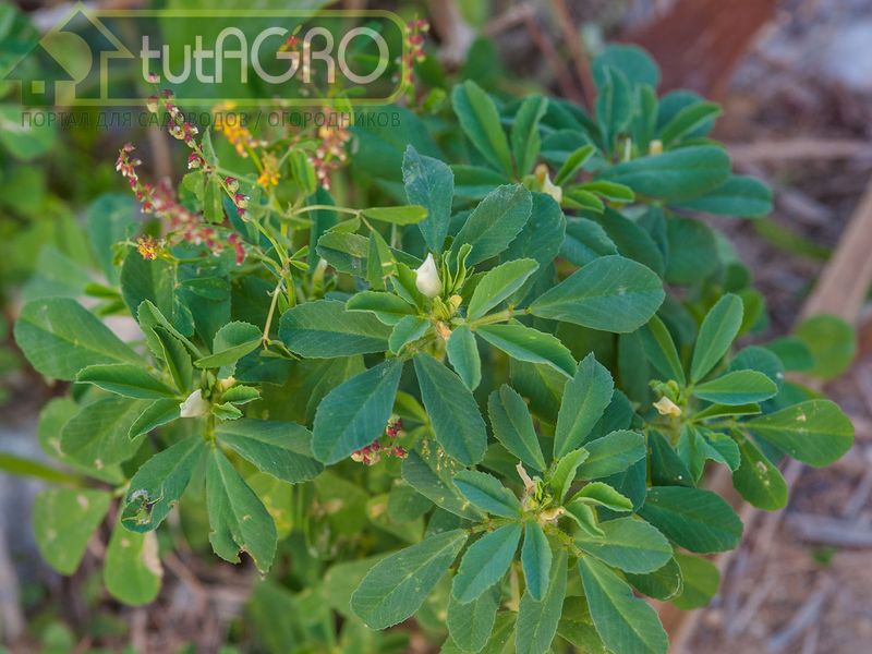 Пажитник голубой — однолетнее травяни­стое растение семейства бобовых - AGROzen