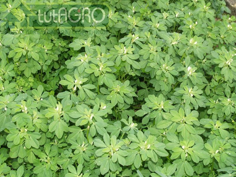 Пажитник хорошо растет на всех видах почвы - AGROzen