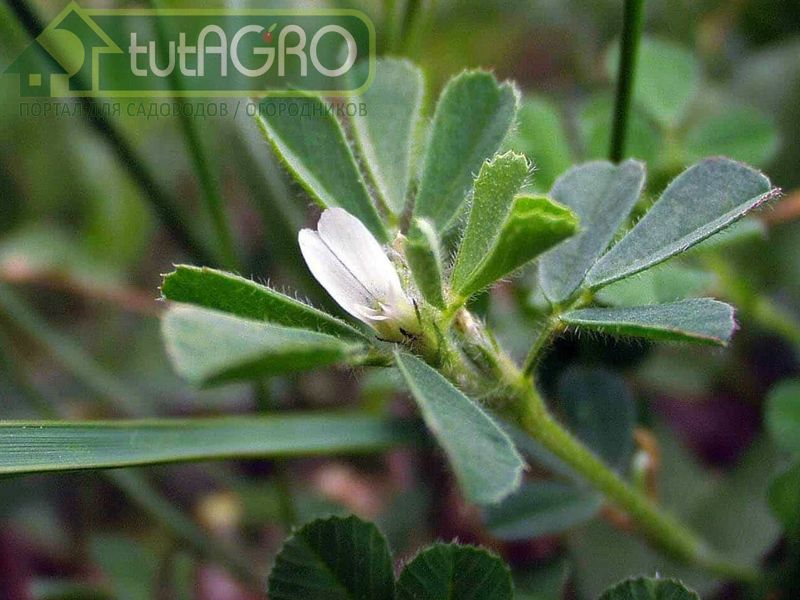 Зацветает пажитник через 1,5—2 месяца после посева - AGROzen