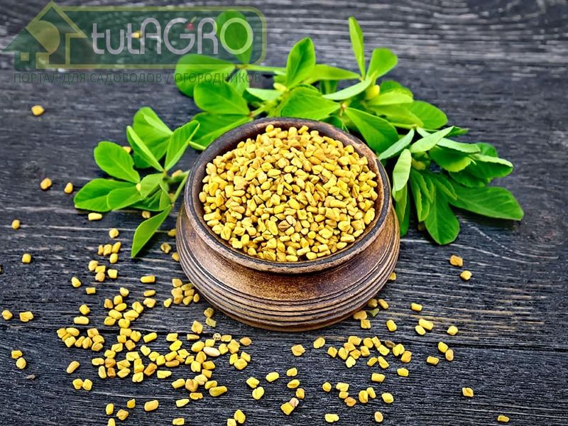 Родина пажитника голубого — Восточное Средиземноморье - AGROzen